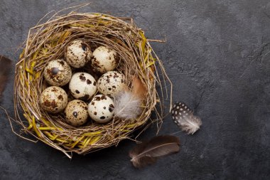 Easter greeting card with quail eggs in nest on stone background. Top view flat lay with space for your greetings