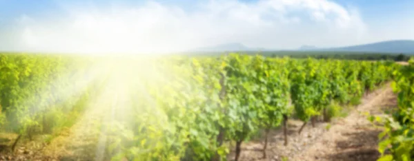 模糊的背景和阳光灿烂的葡萄园景观 法国乡村山谷 — 图库照片