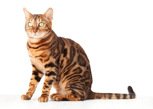 Bengal Cat Sitting White Wooden Floor Isolated White Background — Stock Photo, Image