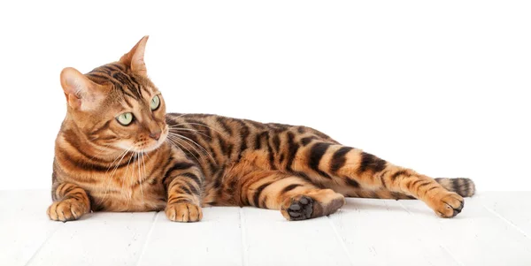 Bengal Cat Lying White Wooden Floor Isolated White Background — Stock Photo, Image