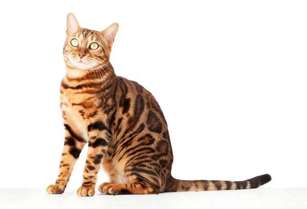 Bengal Cat Sitting White Wooden Floor Isolated White Background — Stock Photo, Image