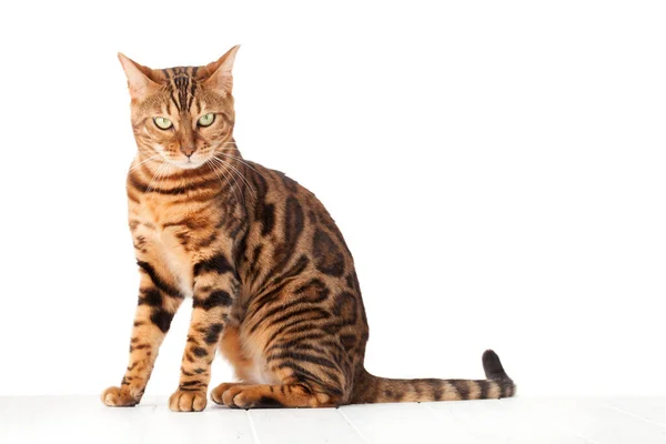 Bengalisk Katt Sittande Vitt Trägolv Isolerad Vit Bakgrund — Stockfoto