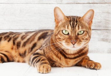 Bengal cat sitting on white wooden floor in front of wall with copy space clipart