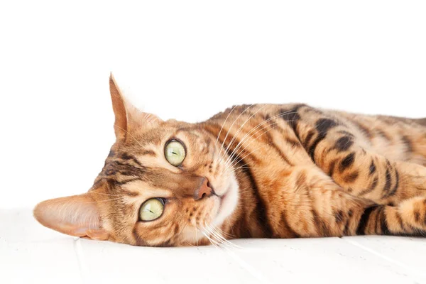 Gato Bengala Acostado Suelo Madera Blanca Aislado Sobre Fondo Blanco —  Fotos de Stock