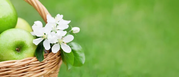 Ripe Green Apples Blossom Flowers Basket Green Grass Background Wide — Stock Photo, Image