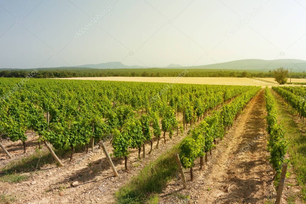 Landscape of vineyard. French countryside valley