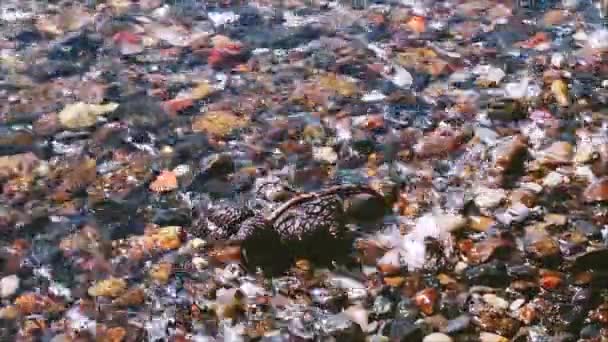 Branch on a beach of the Aegean Sea in the middle of stones and waters by the sea. — Stock Video