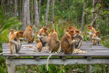 Hortum Monkeys grubu