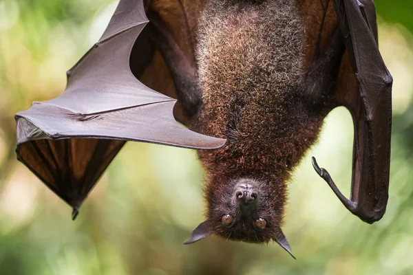 Large Malayan flying fox — Stock Photo, Image