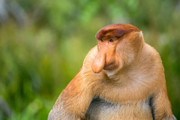 Näsapa i endemiska — Stockfoto