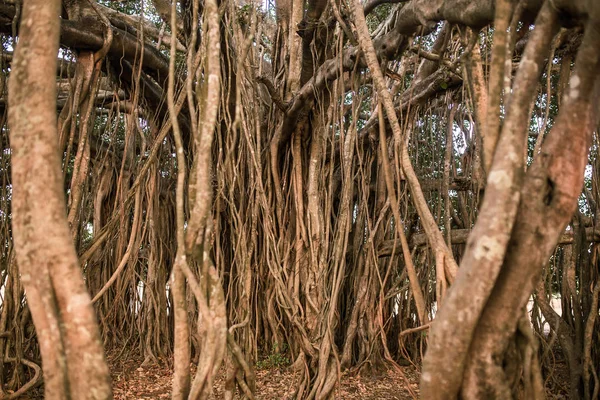 Fantastiska Banyan träd — Stockfoto