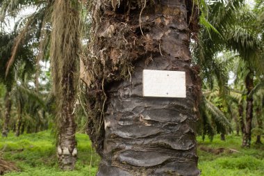 Hurma yağı ağaç ekimi