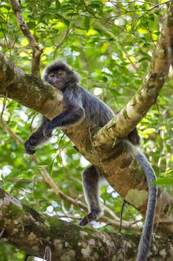 Gümüşlenmiş yaprak langur maymun