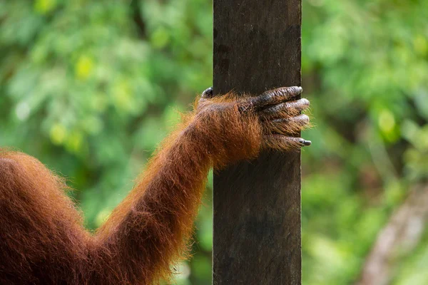 Main d'orang-outan femelle — Photo