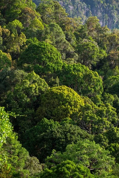 Floresta tropical verde exuberante — Fotografia de Stock