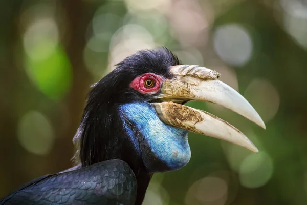 Male Hornbill bird — Stock Photo, Image