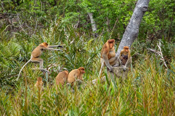 Grupo de monos probóscis — Foto de Stock