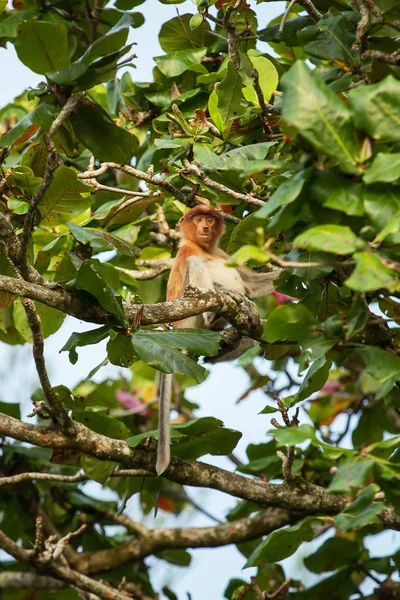 Hortum maymun endemik olarak — Stok fotoğraf