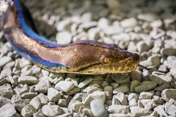 Python reticulatus am Boden — Stockfoto