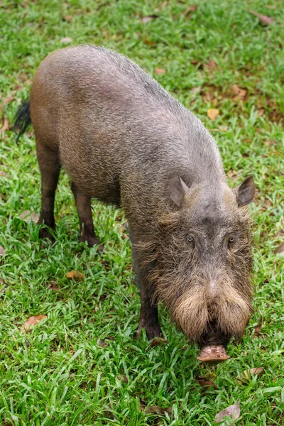 Борнейская бородатая свинья — стоковое фото