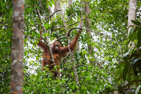 Orangutan femminile con bambino — Foto Stock