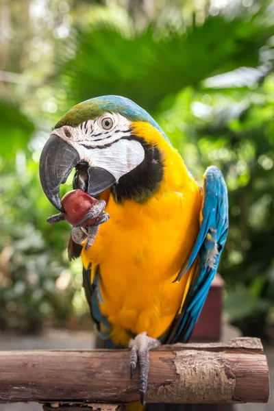 Macaw parrot eating grape — Stock Photo, Image