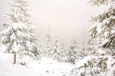 Güzel kış manzarası