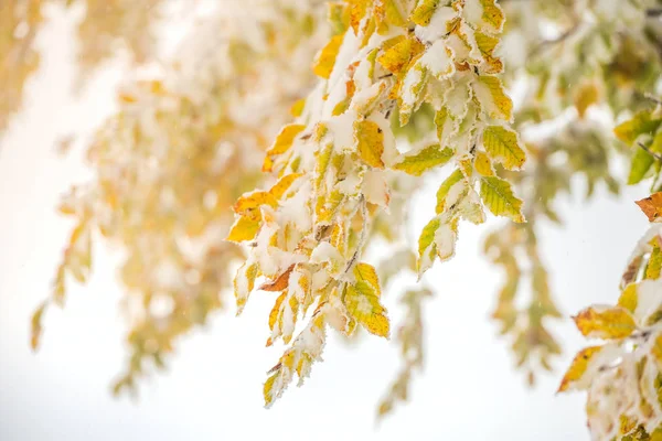 Leaves covered with snow — Stock Photo, Image