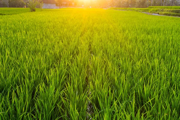Yeşil pirinç alan gündoğumu — Stok fotoğraf