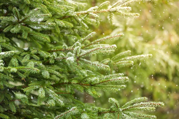 Tannenzweige mit Schnee bedeckt — Stockfoto