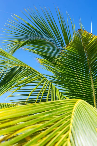 Красиві пальмовим листям — стокове фото