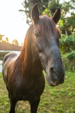 Siyah at baş yakın çekim 