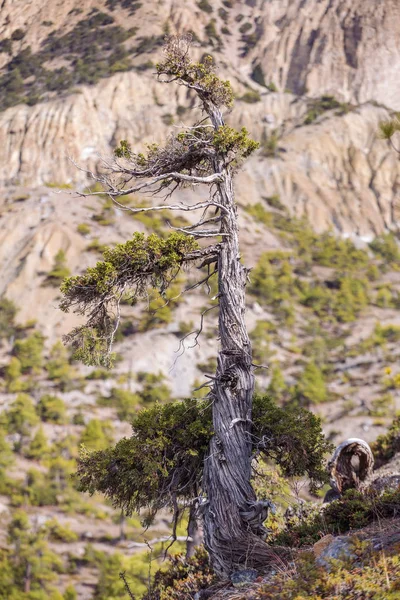 Vysoké nadmořské výšce borovice v Himalájích — Stock fotografie