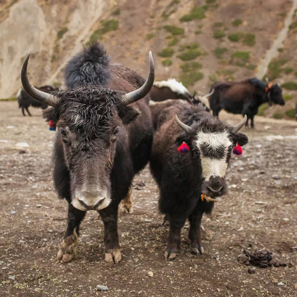 Yaks domestiques dans le village — Photo