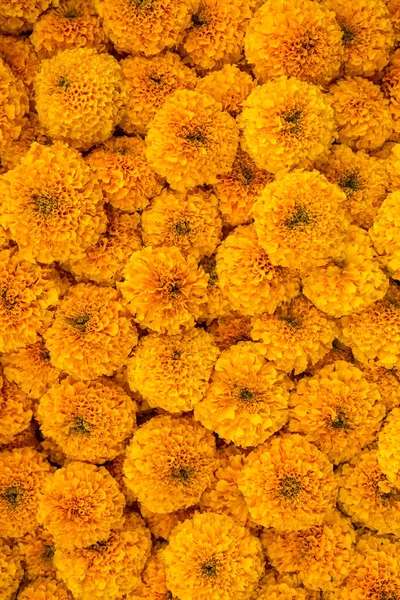 Flores de calêndula close-up — Fotografia de Stock