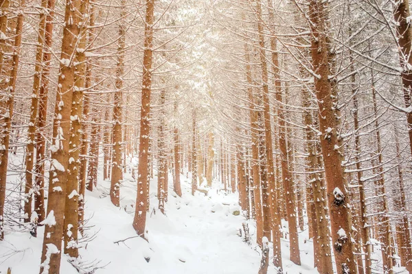 Beau paysage hivernal avec neige — Photo