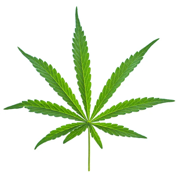 Cannabis leaf närbild — Stockfoto