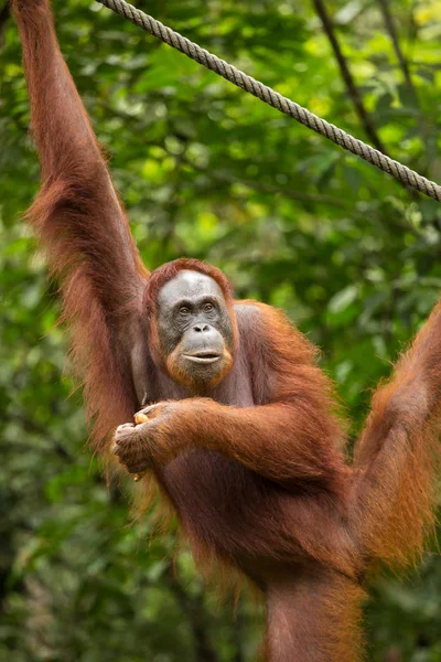 Orango appeso alla corda — Foto Stock