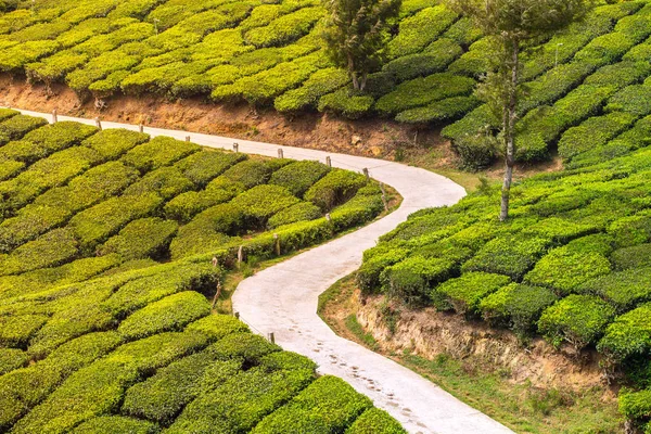 Route vide à travers les plantations de thé — Photo