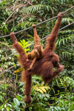 Dişi orangutan ipe asılı 