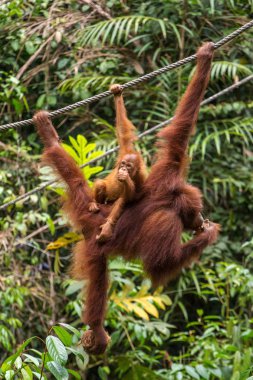 Female orangutan hanging on the rope  clipart