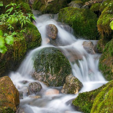 Ormanda güzel bir şelale