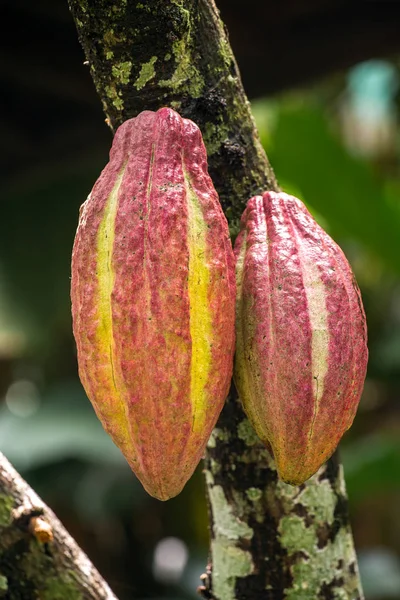Cocoa fruit hanging — Stock Photo, Image