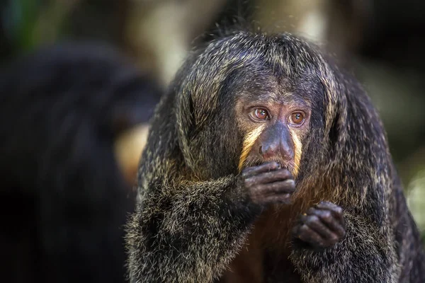 Saki Scimmia mangiare — Foto Stock