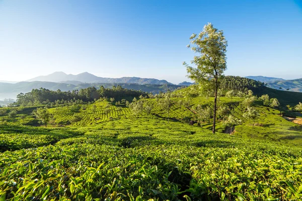 Piantagioni di tè a Munnar — Foto Stock