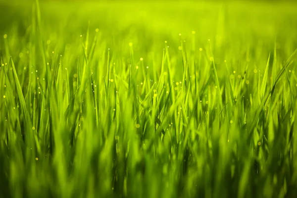 Gotas de orvalho no campo de arroz — Fotografia de Stock