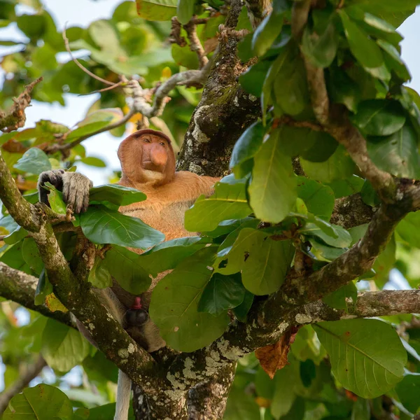 Slurf Monkey endemisch van Borneo — Stockfoto