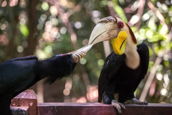 Close-up of the Hornbill feeding process — Stock Photo, Image