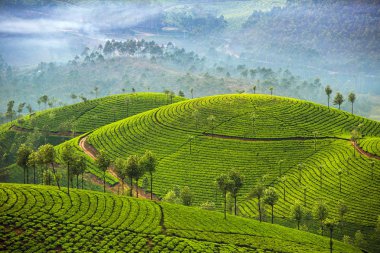 munnar çay tarlaları