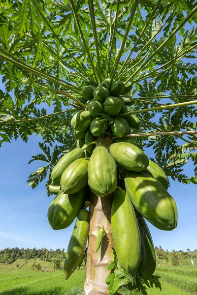 Zelená papája roste na stromě — Stock fotografie